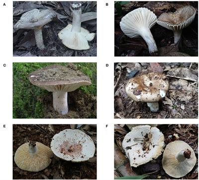 Development of a loop-mediated isothermal amplification assay for the rapid detection of Russula subnigricans and Russula japonica